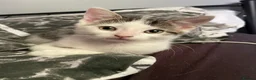Mixed Breed cats for sale: Beautiful kittens ready for their forever homes - Advert 9