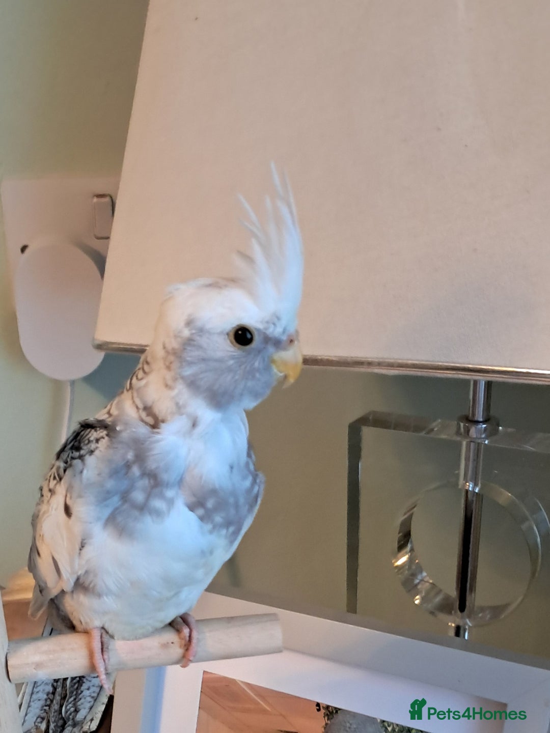 Cockatiels birds for sale: Hand reared baby cocktail very tame  - Advert 4