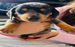 Miniature Dachshund dogs for sale: ✅Adorable nice Mini dachshund for sale✅✅ - Image 2
