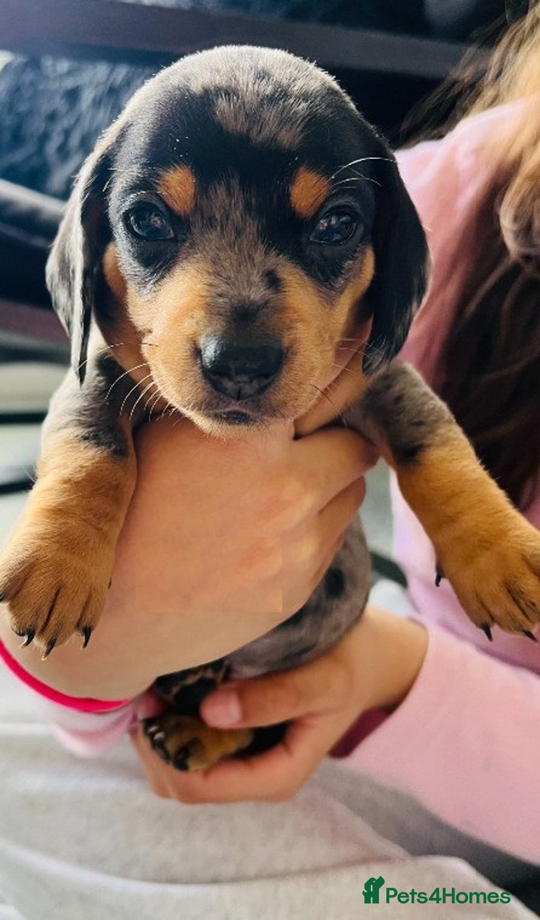 Miniature Dachshund dogs for sale: ✅Adorable nice Mini dachshund for sale✅✅ - Image 2