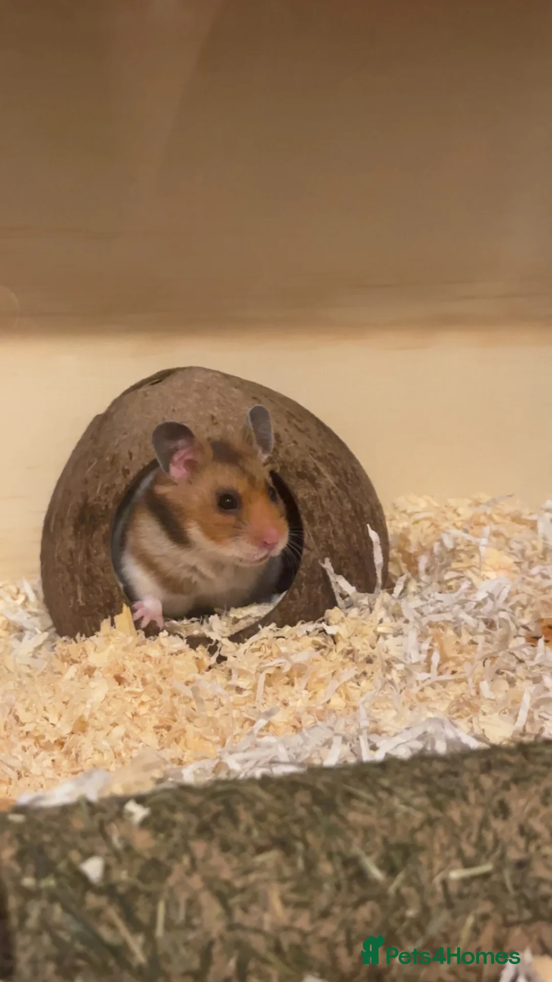 Hamster rodents for sale: teddy  in Felixstowe - Advert 2