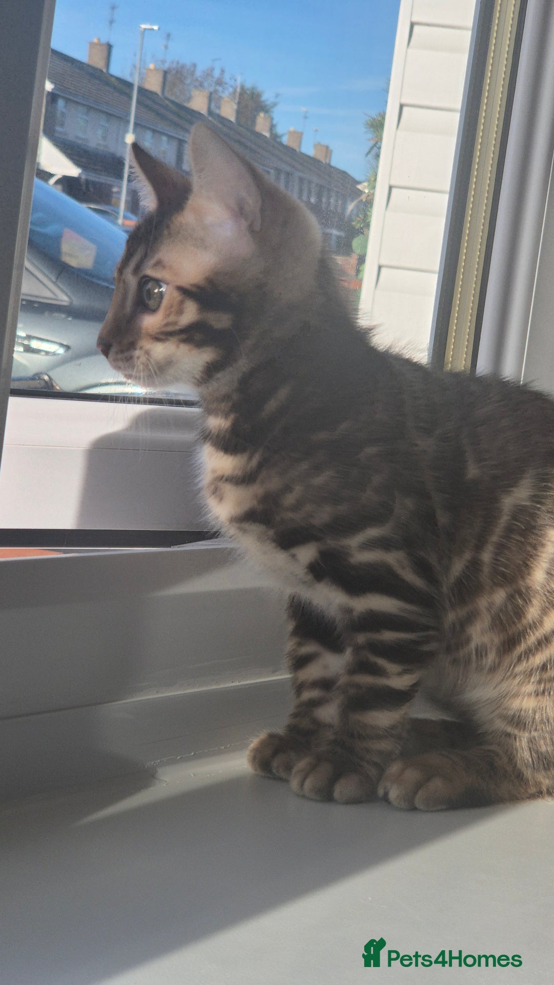 Bengal cats for sale: Beautiful bengal kittens... - Advert 8