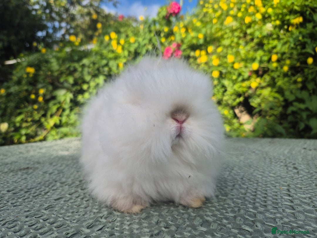 Angora rabbits for sale: ♥️READY NOW🧡Teddydwerg babies- Imported parents🧡 - Image 1