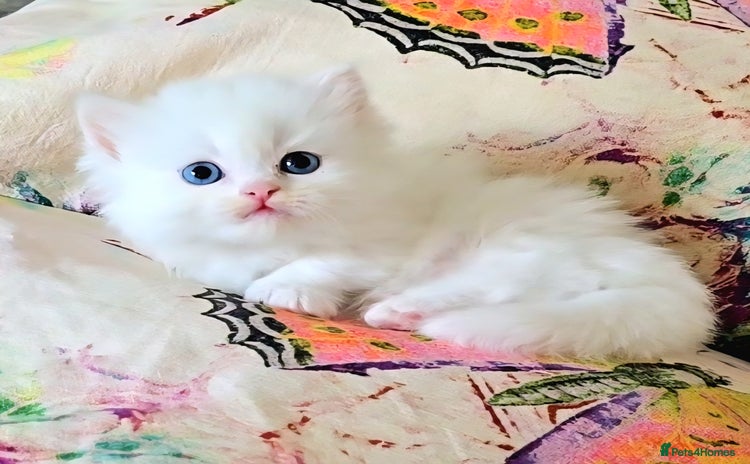 Munchkin cats - Advert 4