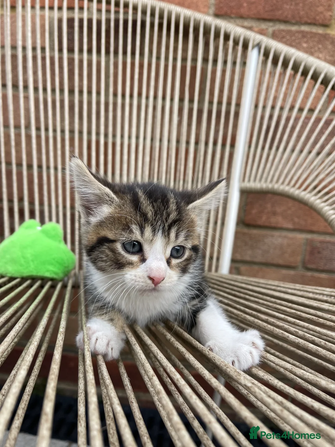 Mixed Breed cats for sale: Adorable Female Cats for sale - Advert 2