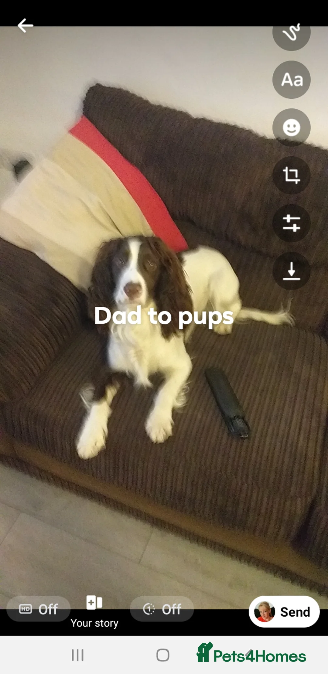 English Springer Spaniel dogs for sale: Two black and white girls  in Durham - Advert 3
