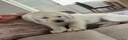Goldador dogs for sale: Last one girl Champion Bloodline Goldador - Advert 1