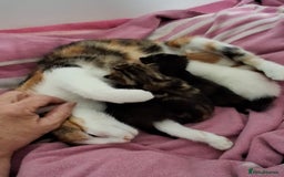Maine Coon cats for sale: Absolutely Stunning Part Maine Coon Calico Female - Image 14
