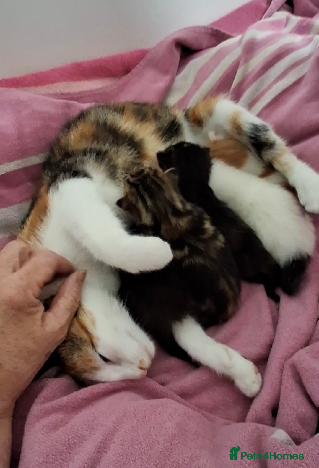Maine Coon cats for sale: Absolutely Stunning Part Maine Coon Calico Female - Image 14