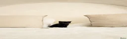 Norwegian Forest Cat cats for sale: 🐾 Loving Fluffy Kittens for New Homes - Advert 5