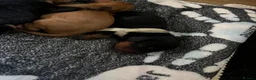 Cavalier King Charles Spaniel dogs for sale: 5 beautiful cavalier puppies - KC registered - Advert 11