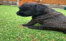 Patterdale Terrier dogs for sale: Chocolate Patterdale terriers  - Image 11