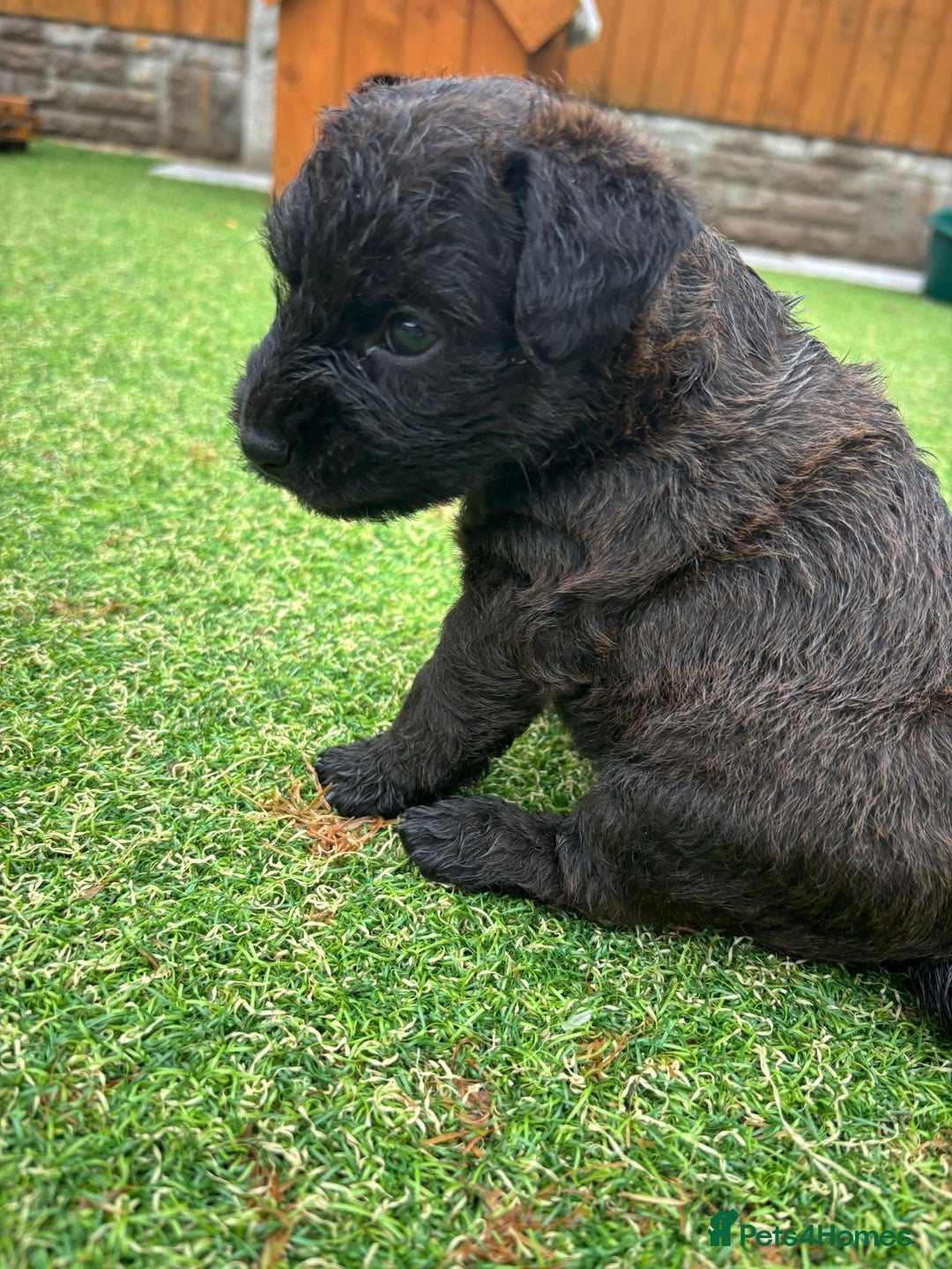 Patterdale Terrier dogs for sale: Chocolate Patterdale terriers  - Image 11