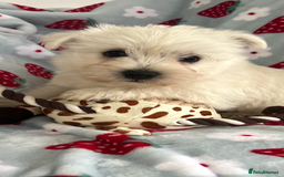 West Highland Terrier dogs for sale: Westie puppies available  - Image 30