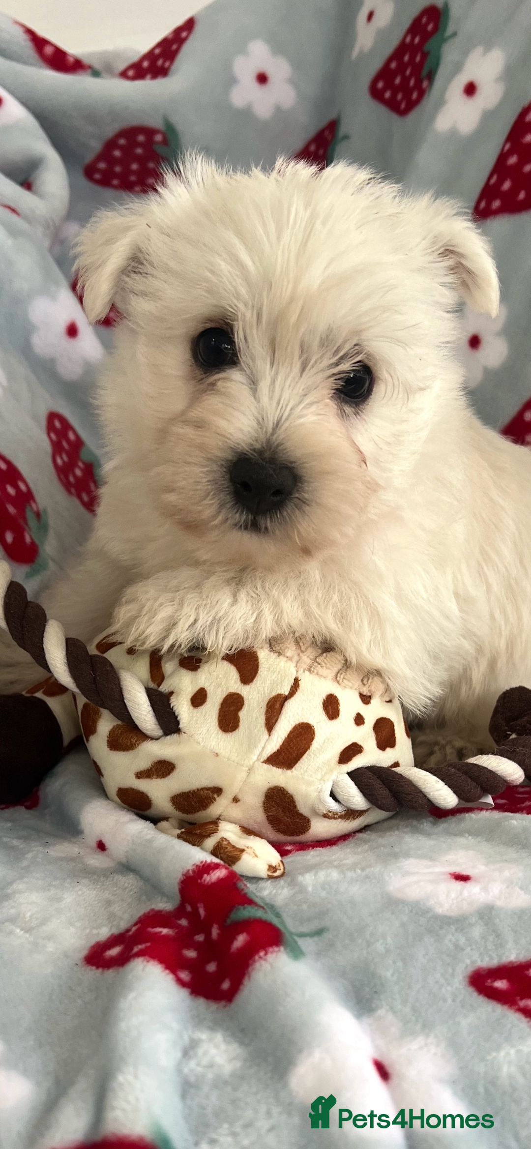West Highland Terrier dogs for sale: Westie puppies available  - Image 30