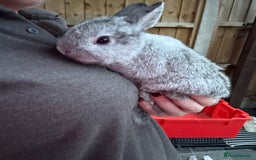 Netherland Dwarf rabbits for sale: Pure Netherland dwarfs  - Image 10