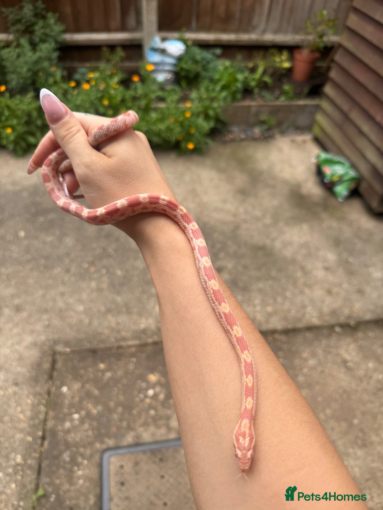 Corn Snake reptiles Young corn snake - Advert 3