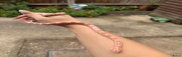 Corn Snake reptiles for sale: Young corn snake - Advert 1