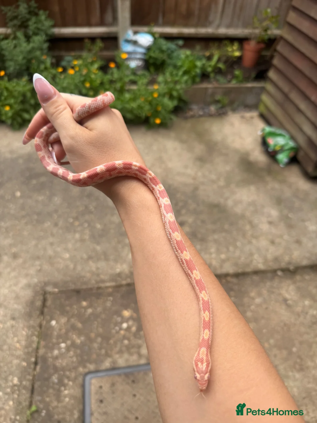 Corn Snake reptiles for sale: Young corn snake - Advert 1