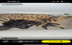 Bengal cats for sale: Mixed bengal cats for sale  - Image 2