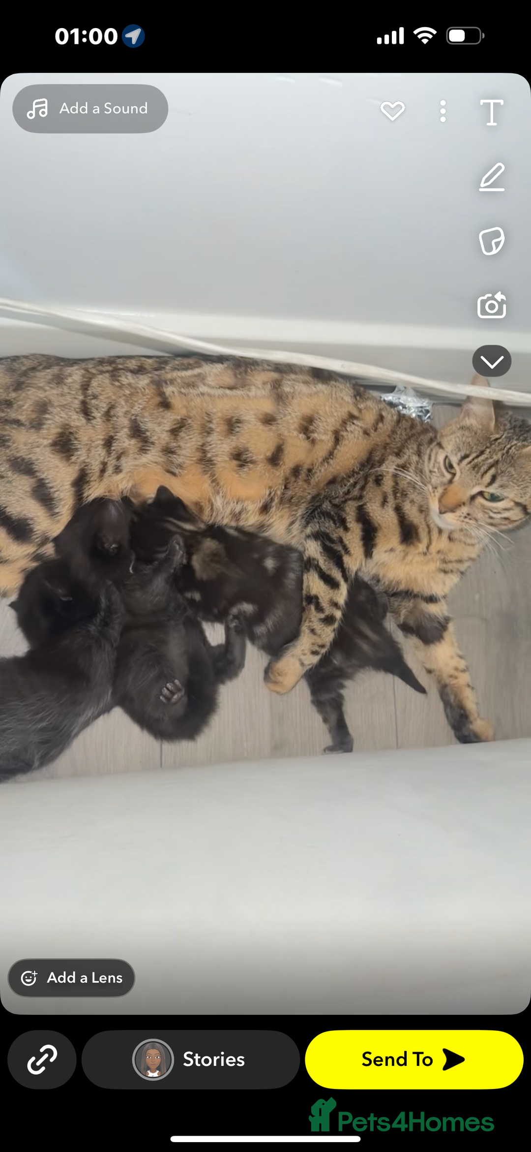 Bengal cats for sale: Mixed bengal cats for sale  - Image 2