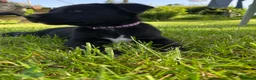 Mixed Breed dogs for sale: Australian Kelpie x Collie Pups in Llangadog - Advert 10