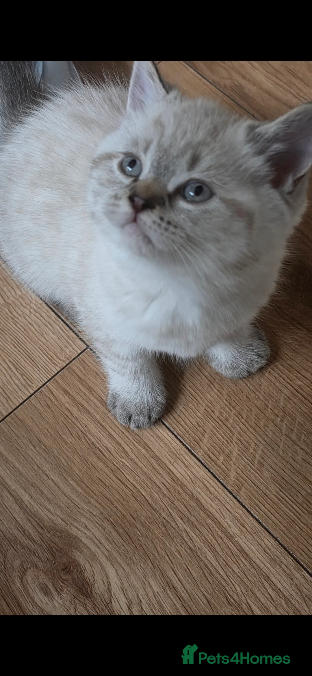 Mixed Breed cats for sale: Ragdoll cross British shorthair  - Advert 7