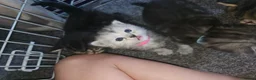 Mixed Breed cats for sale: Persian cross maincoon fluffy kittens  - Advert 19