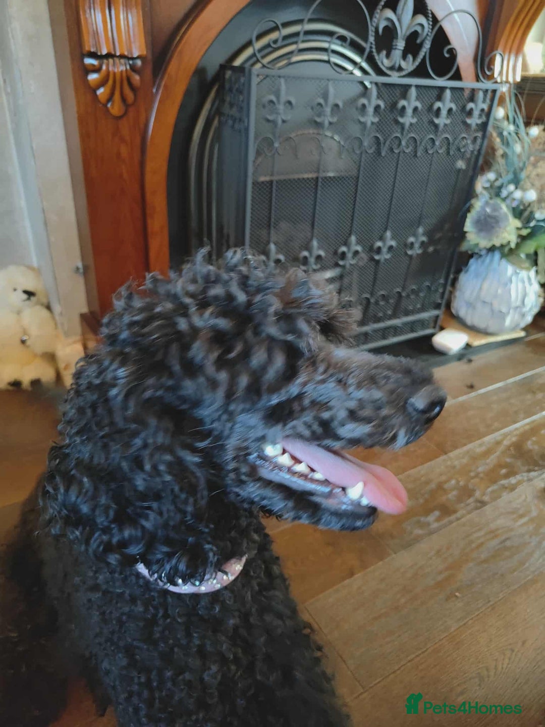 Shihpoo dogs for sale: Standard poodle x shihpoo - Image 18