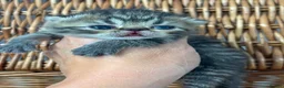 Exotic cats for sale: 3 high quality exotics - Advert 9