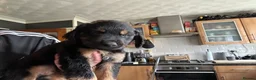 Mixed Breed dogs for sale: 3 Male 2 Female - Advert 8
