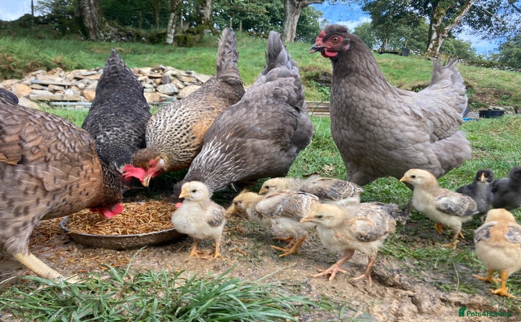 Chickens poultry - Advert 3