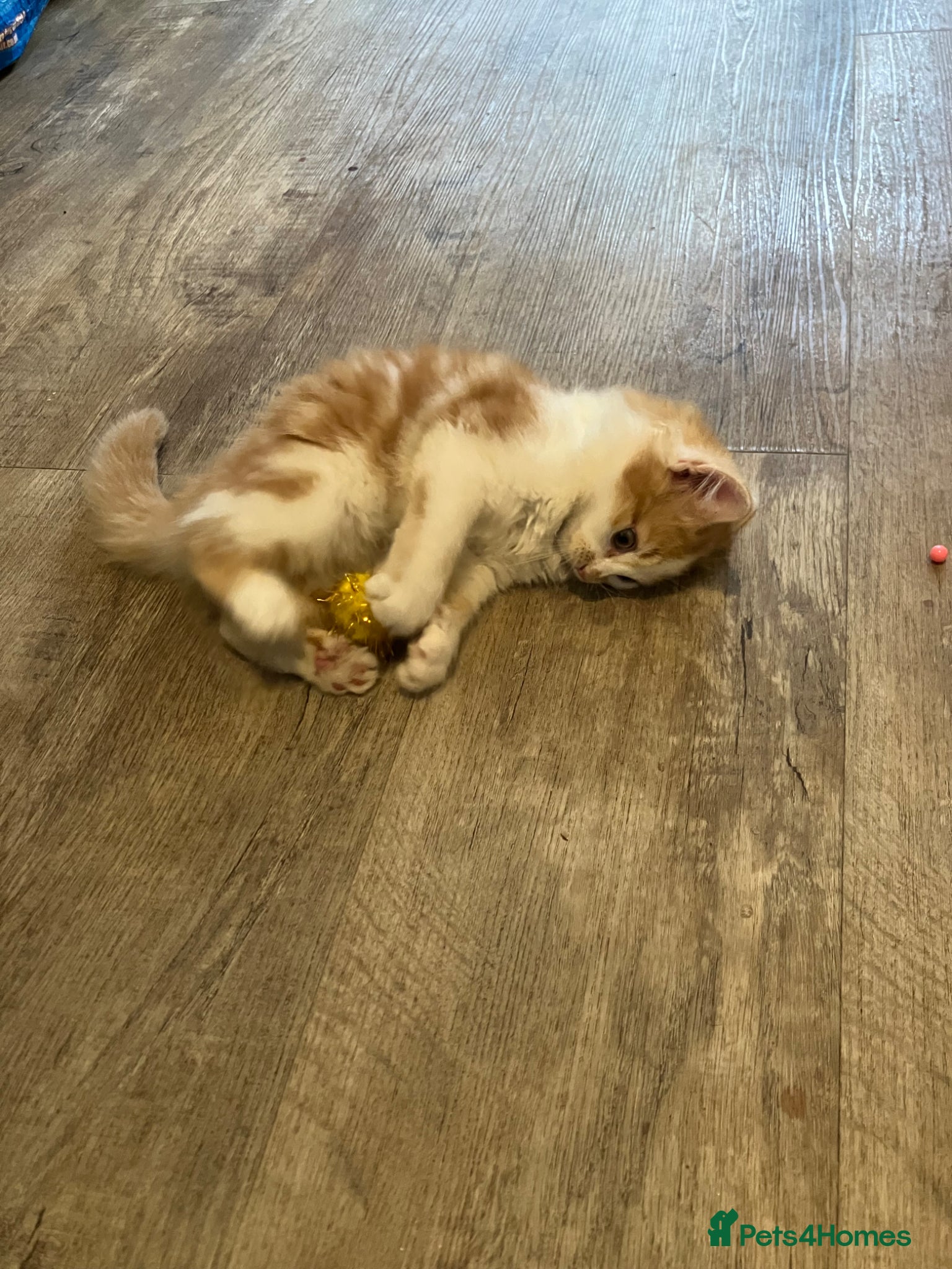 Norwegian Forest Cat cats for sale: Beautiful Norwegian Forest Kittens in Maidstone - Advert 6