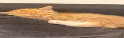 Mixed Breed cats for sale: Maine coon mixed kitten clever and very very sweet in Chelmsford - Advert 26