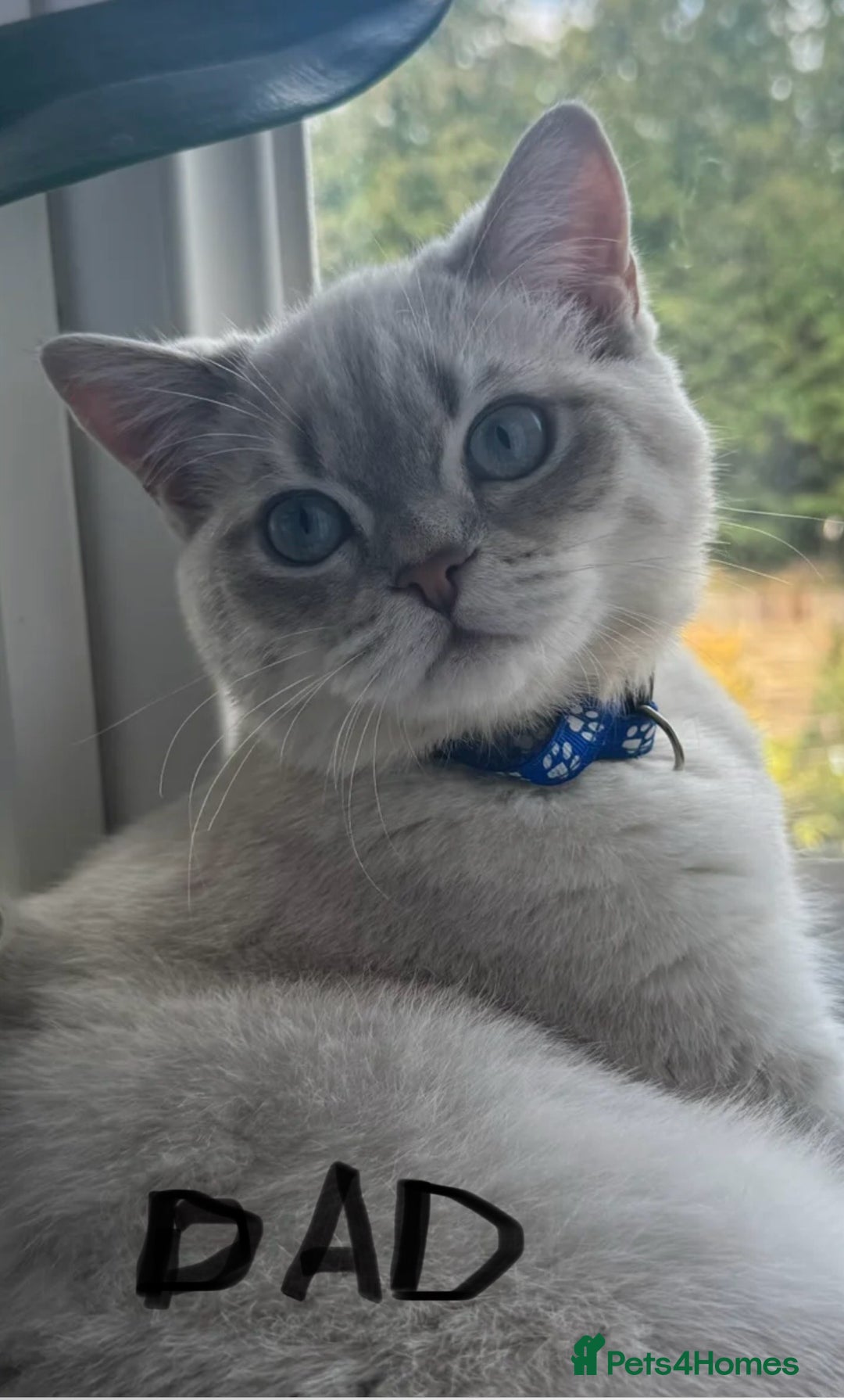 Scottish Fold cats for sale: Scottish Fold male kitten  - Advert 13