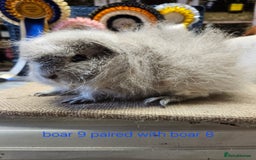 Guinea Pig rodents for sale: Beautiful rare swiss and smooth boys and girls - Image 13