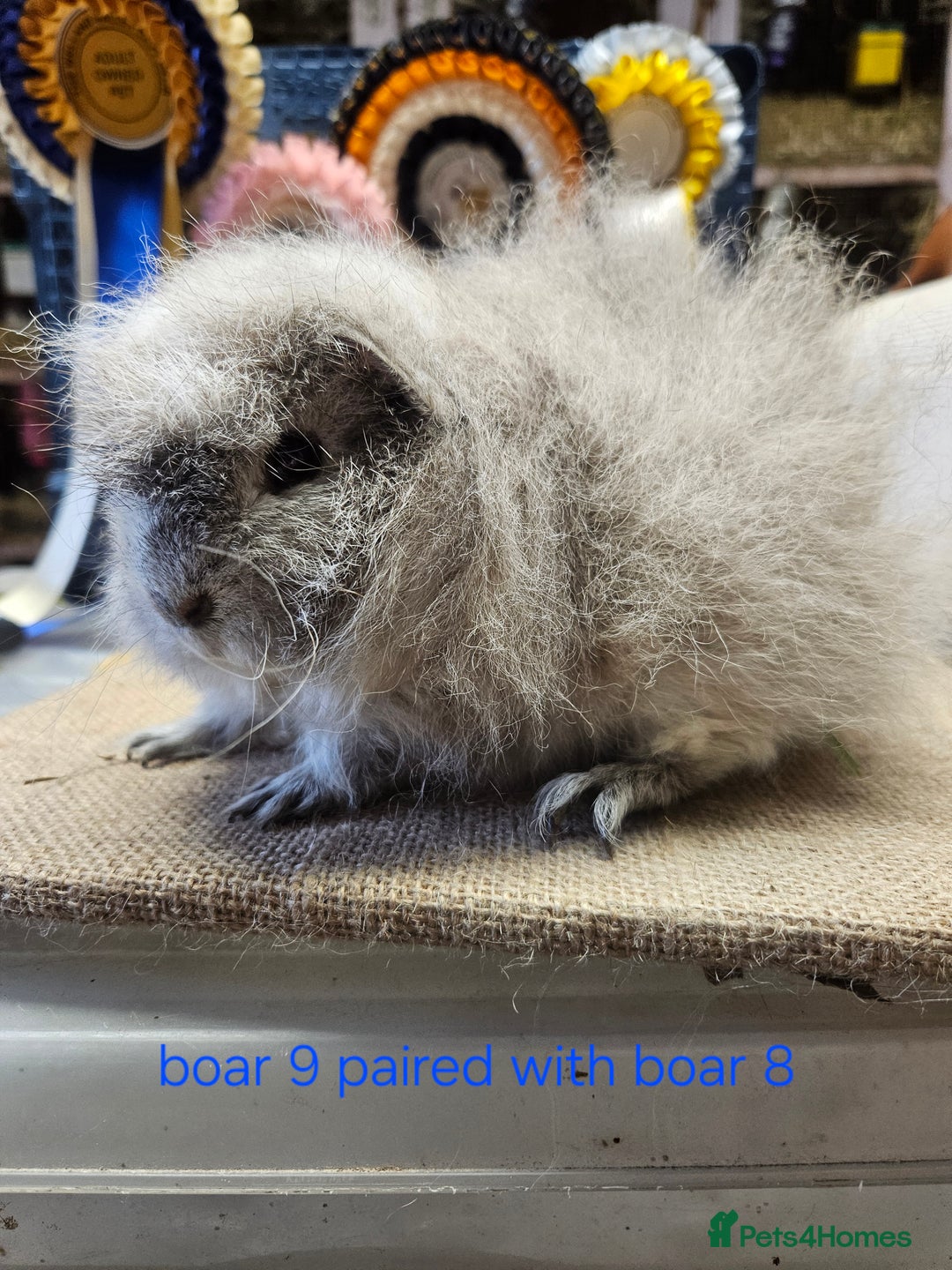 Guinea Pig rodents for sale: Beautiful rare swiss and smooth boys and girls - Image 13