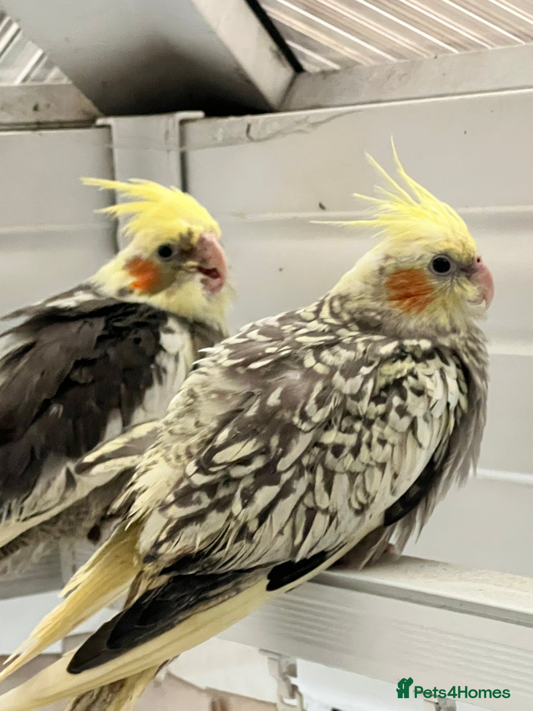 Cockatiels birds for sale: Young hand reared tame baby cocktails  - Image 3