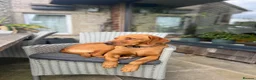Labrador Retriever dogs for sale: Superb pedigree KC reg Labrador Retriever Puppies - Advert 4