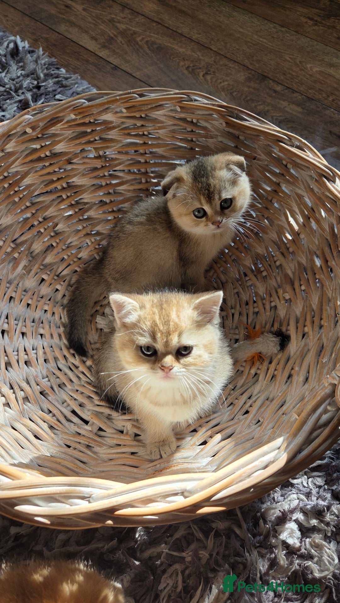 Scottish Fold cats for sale: Pure Scottish fold / straight kittens  - Image 29