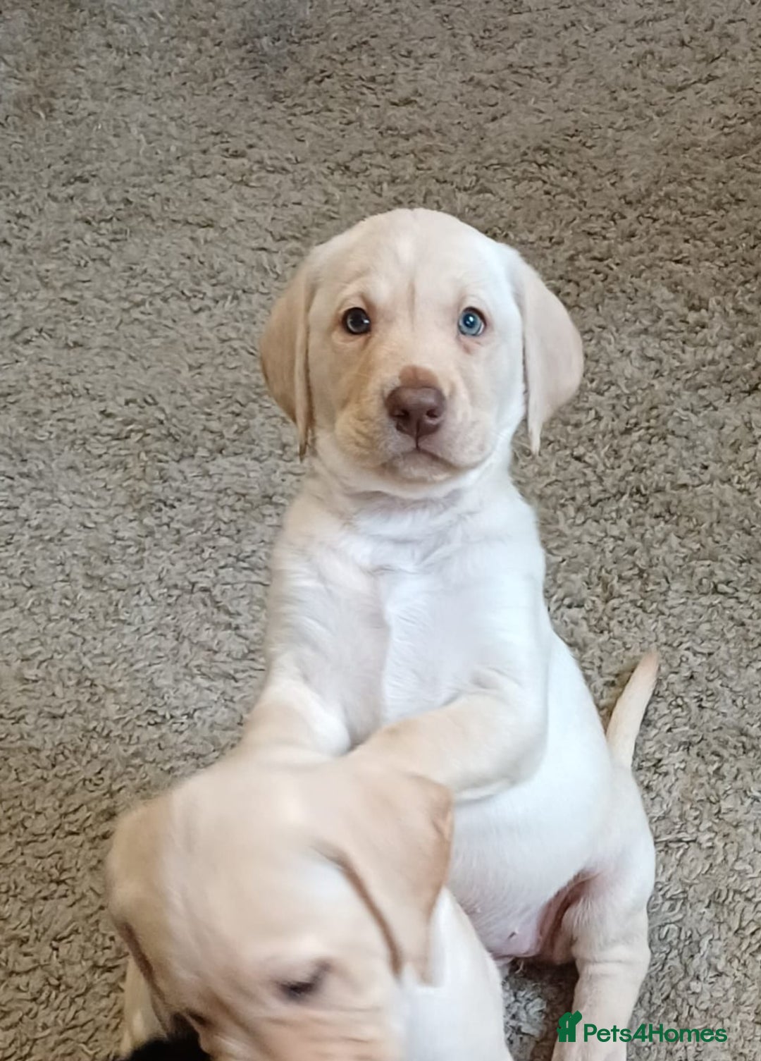 Labrador Retriever dogs for sale: PUPPIES 🐶 🐾  - Advert 1