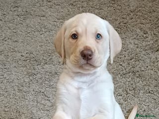 Labrador Retriever dogs READY TO LEAVE 🐶 🐾 - Advert 5