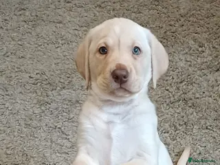 Labrador Retriever dogs READY TO LEAVE 🐶 🐾 only 2 girls left - Advert 4