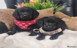 Labradoodle dogs for sale: F1 Labradoodle Puppy's  - Image 8