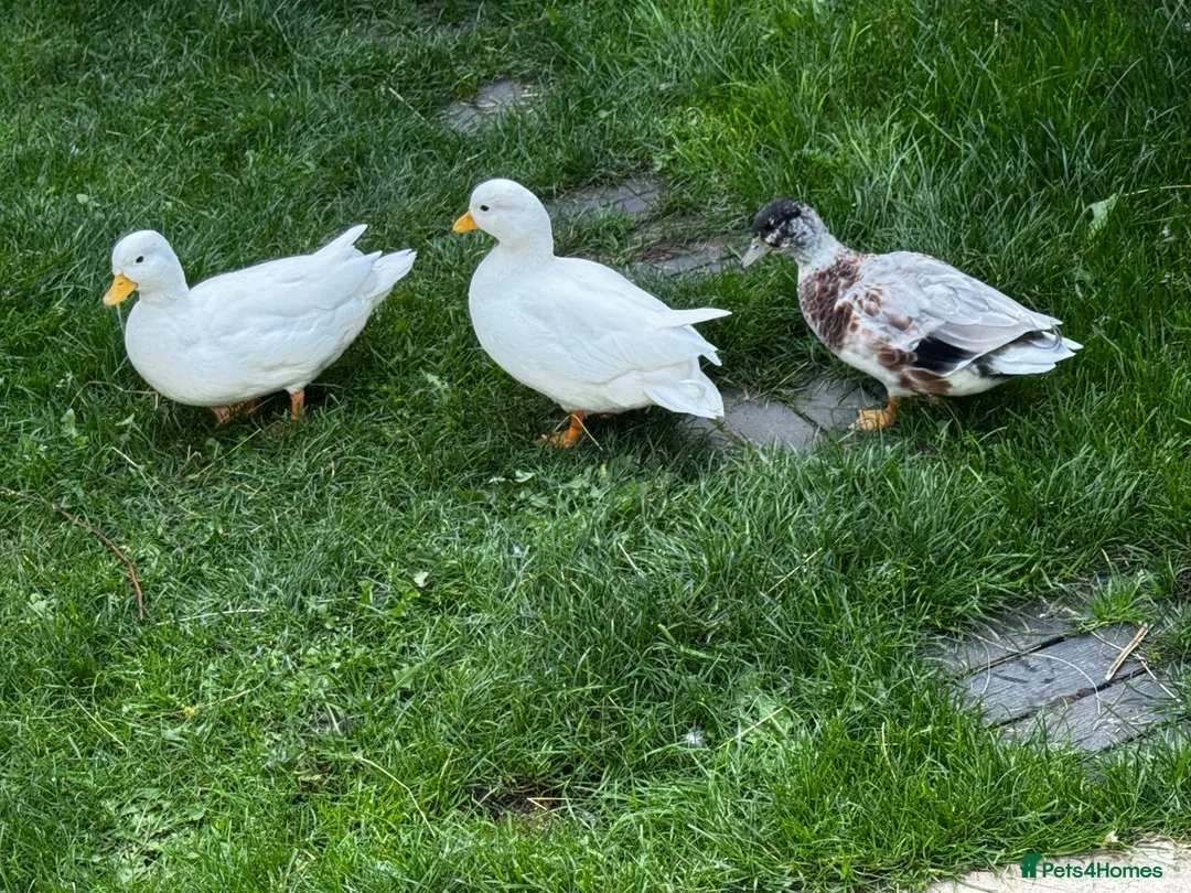 Ducks poultry for sale: Male Call ducks  - Advert 2