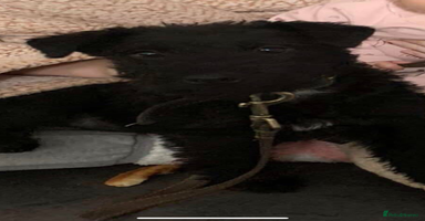 Patterdale Terrier dogs Mr Jamie welch - Advert 14