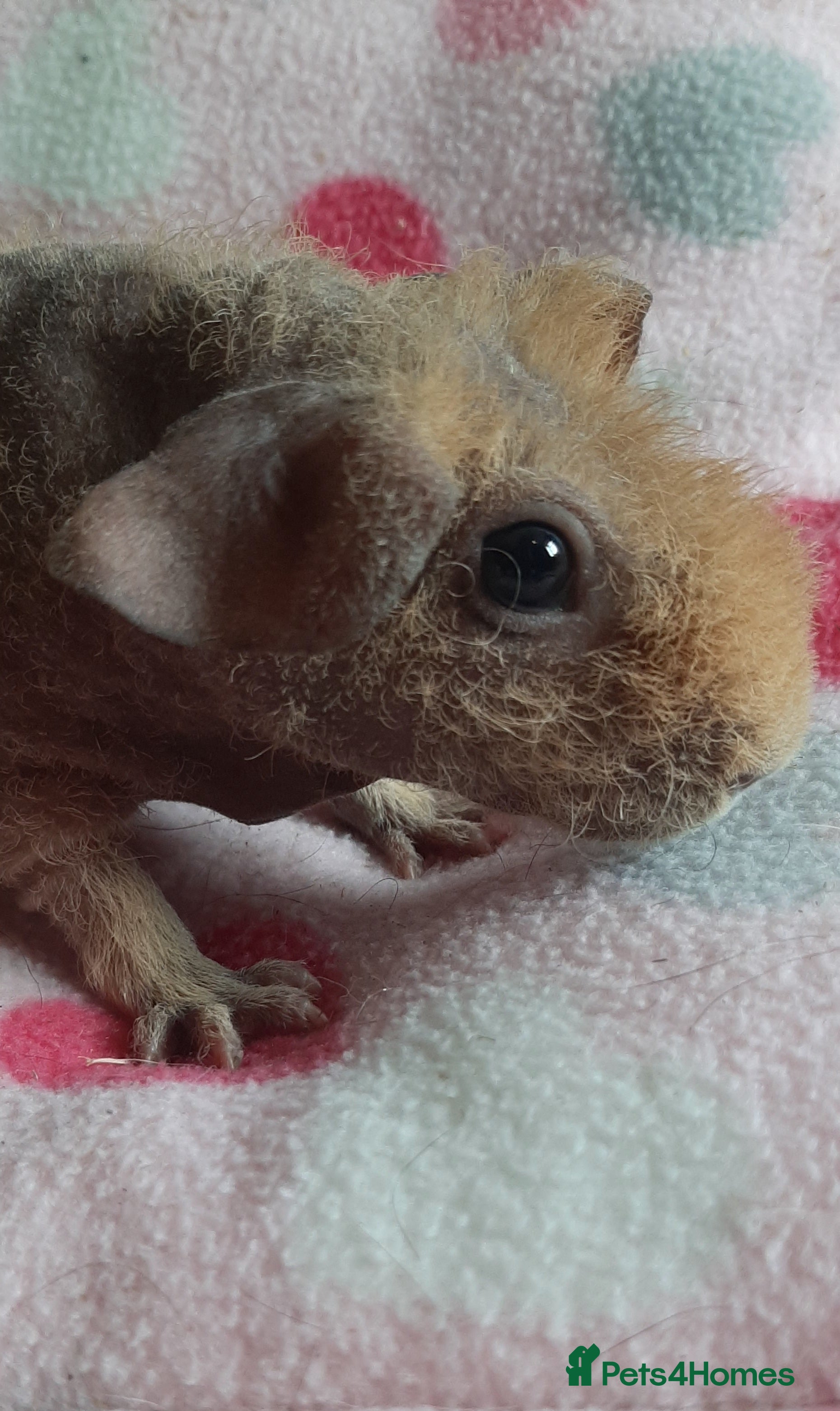 Guinea Pig rodents Skinny pig/werewolf baby girl. - Advert 5