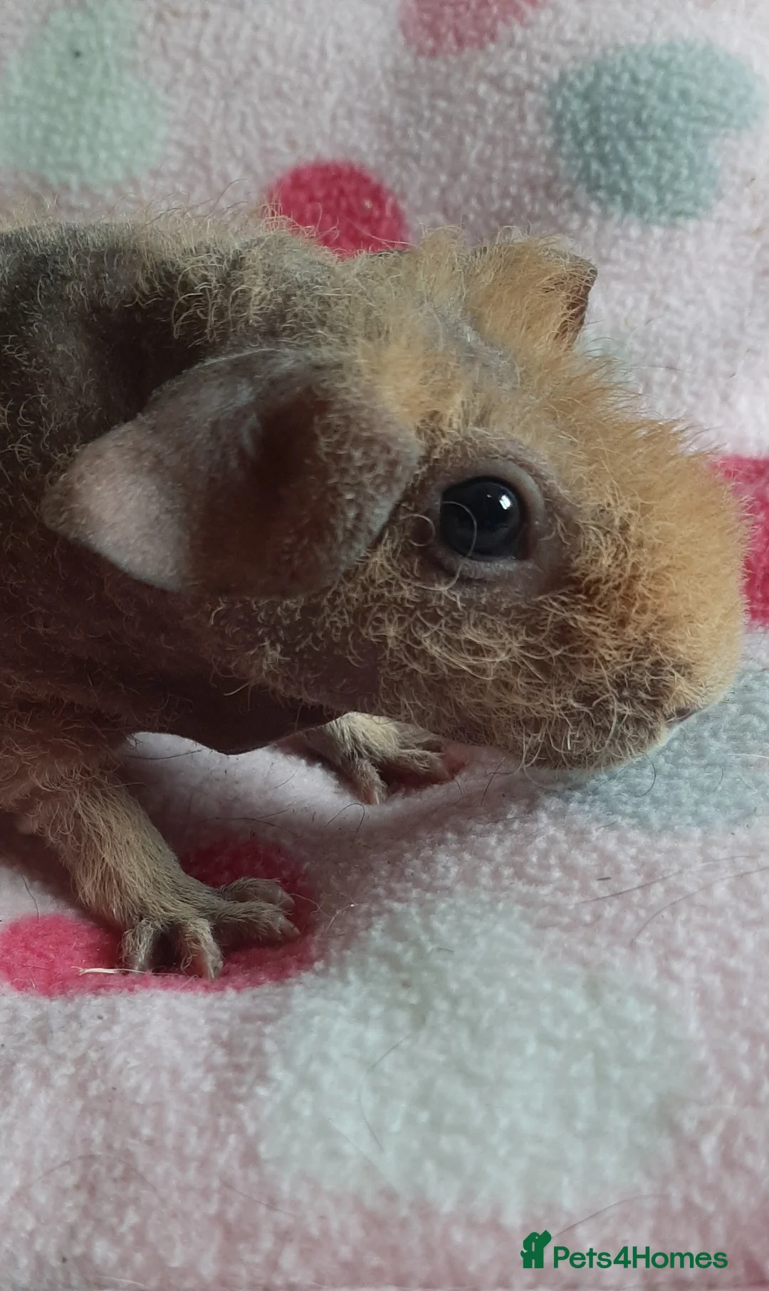 Guinea Pig rodents for sale: Skinny pig/werewolf baby girl. - Advert 2