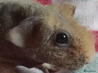 Guinea Pig rodents Skinny pig/werewolf baby girl. - Advert 5