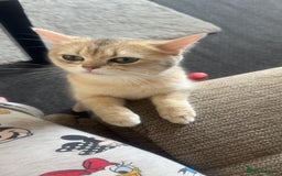 British Shorthair cats for sale: Female British shorthair  - Image 3